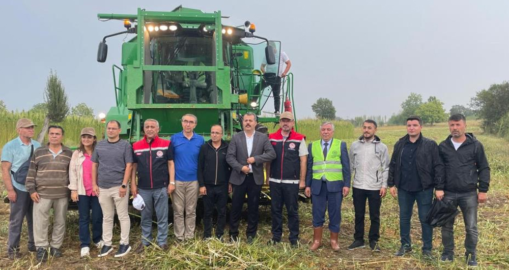 Samsun Vezirköprü’de Kenevir Hasadı