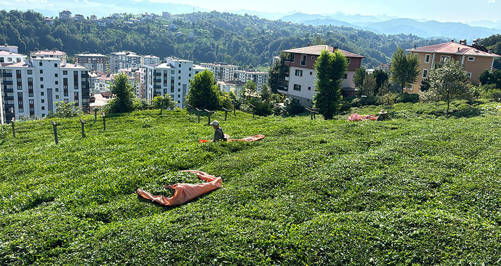 Rize'de Çay Hasadının 3. Sürgün Dönemi Başladı