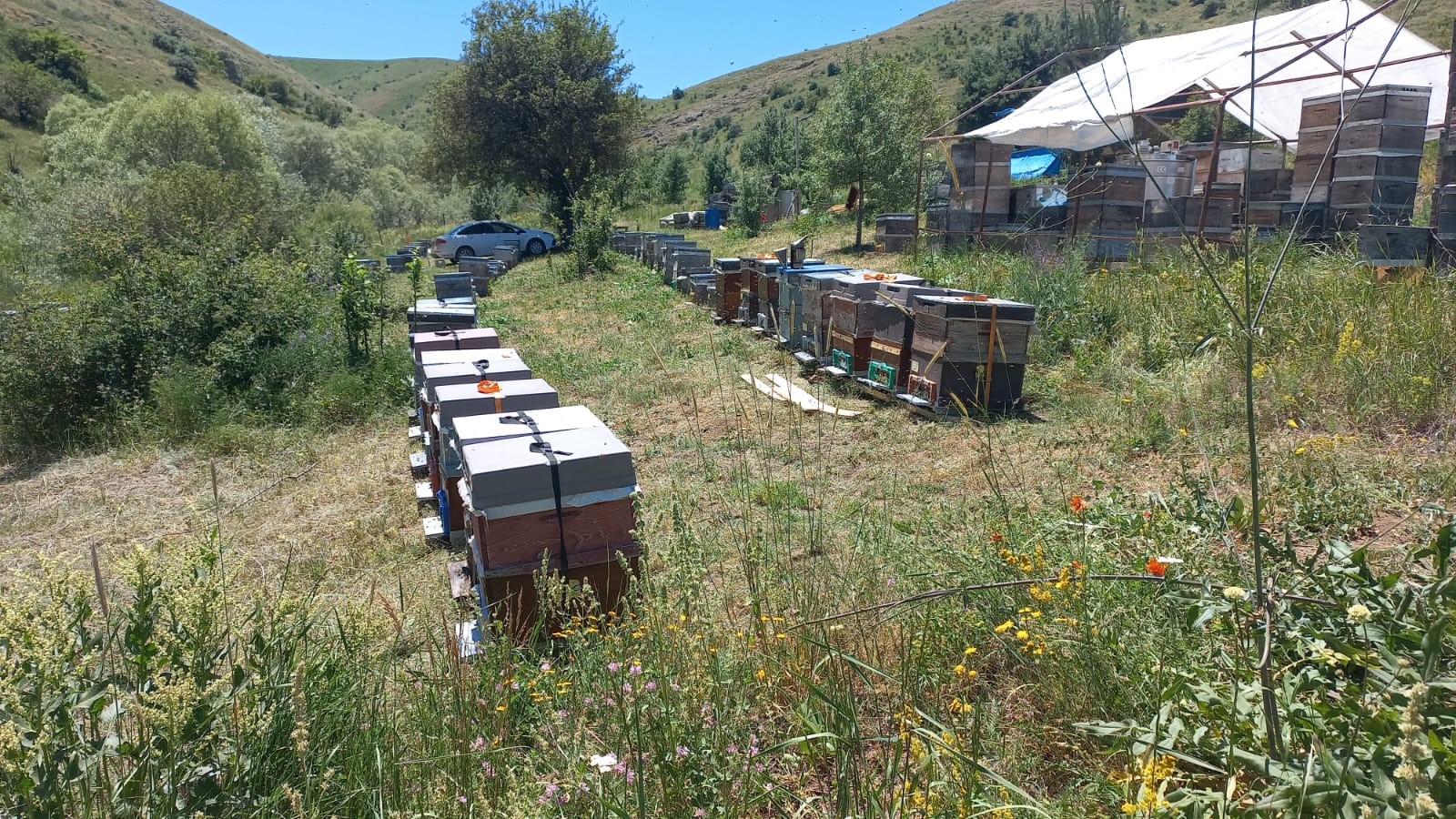 Karadeniz’de Bal Üretiminde Kriz