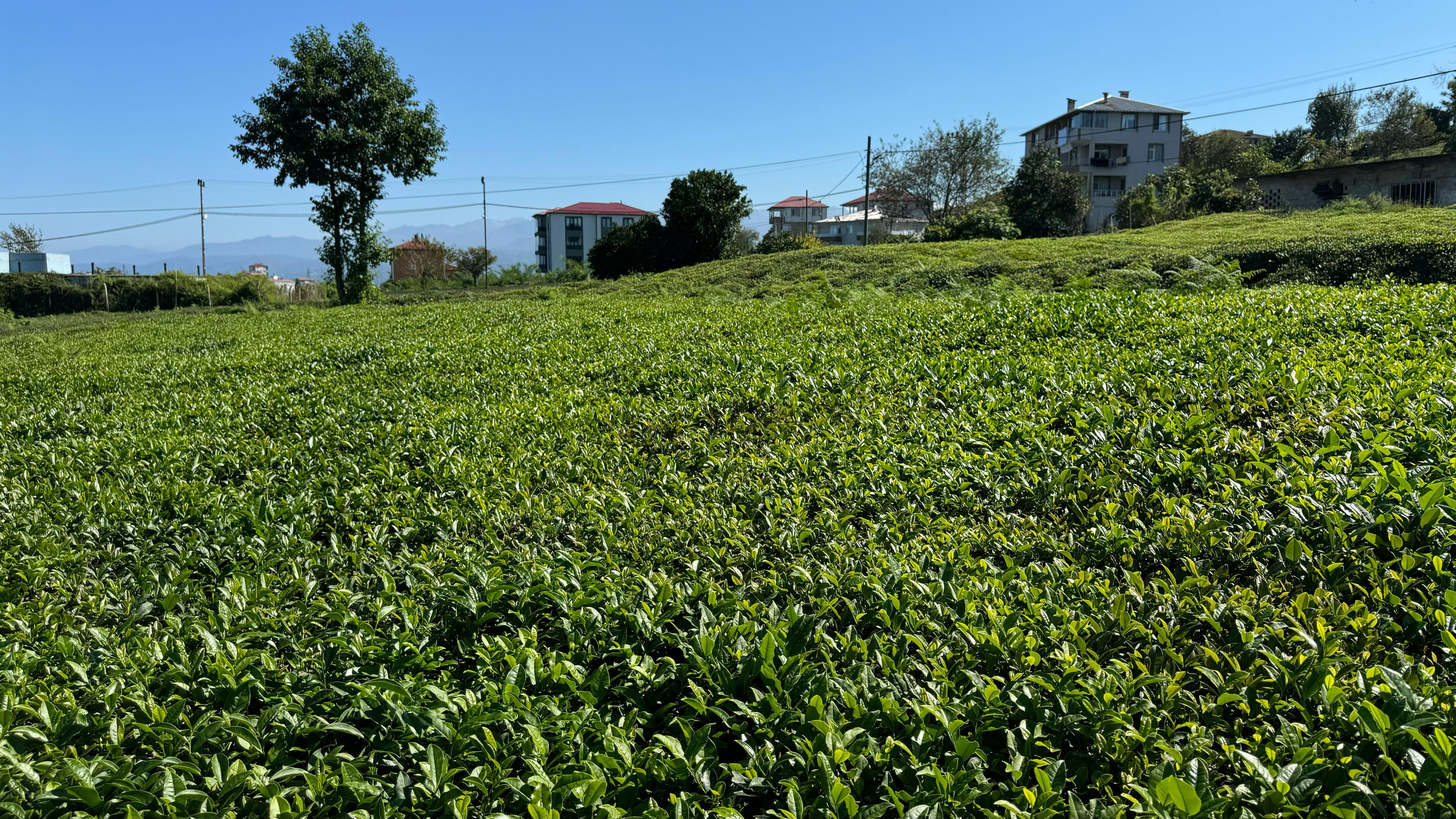 Çay'da 4. sürgün sürprizi