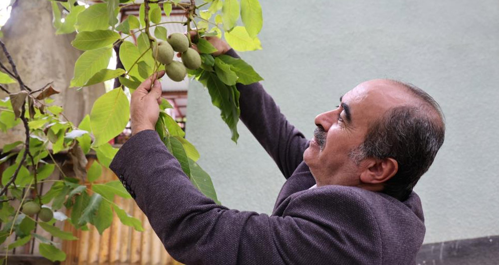 Ceviz Üretiminde Küresel Isınma Alarmı