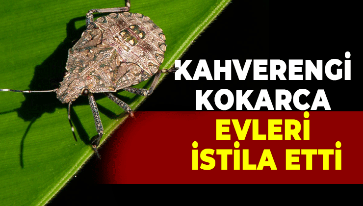 Kahverengi kokarca evleri istila etti