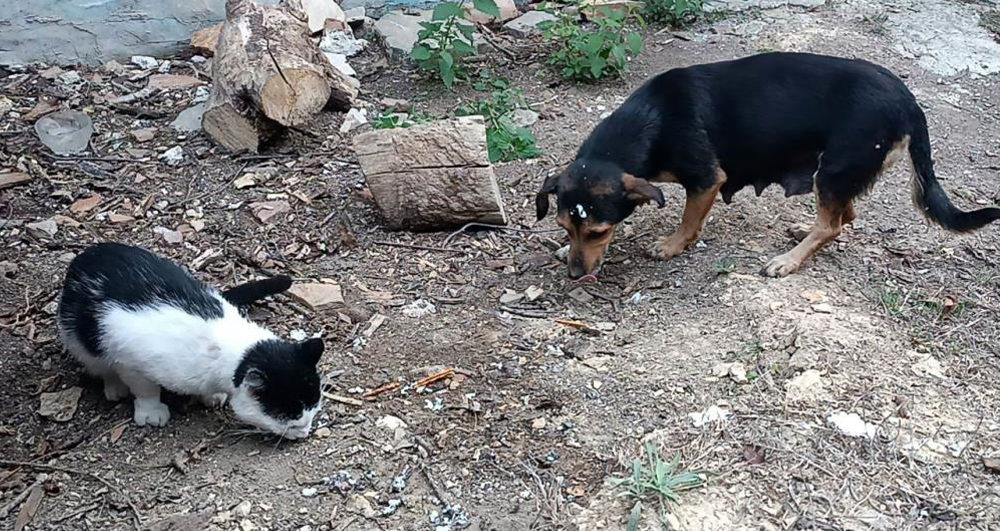 Kedi ve Köpekten Dostluk Dersi