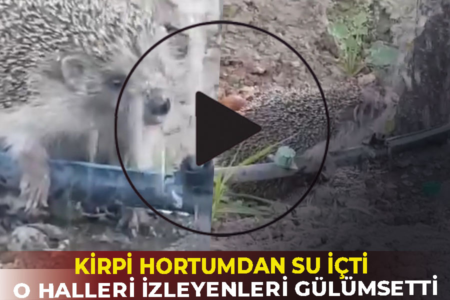 Hortumdan kana kana su içen kirpinin sevimli halleri gülümsetti