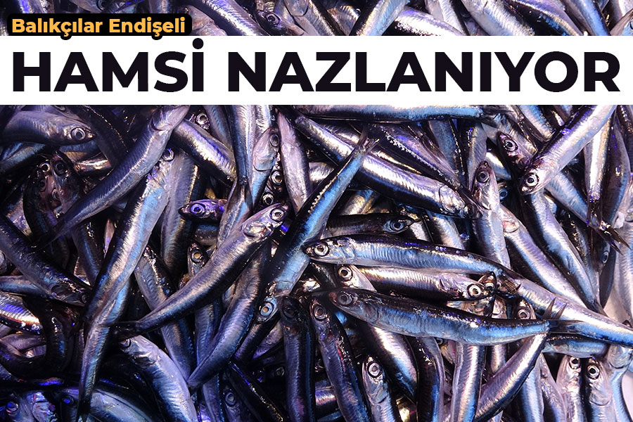 Balıkçılar endişeli: Hamsi Nazlanıyor