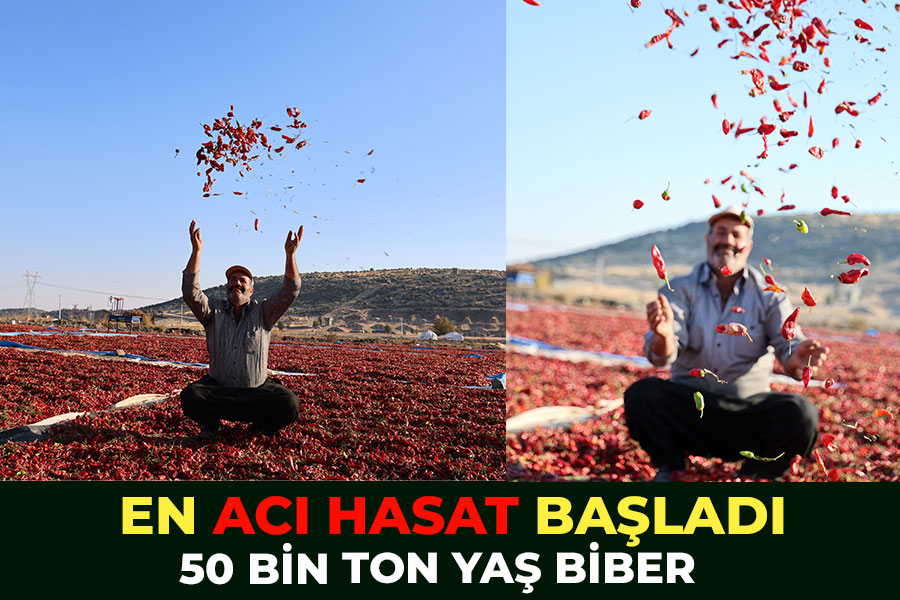 En acı hasat: Maraş biberinde üretim 50 bin ton