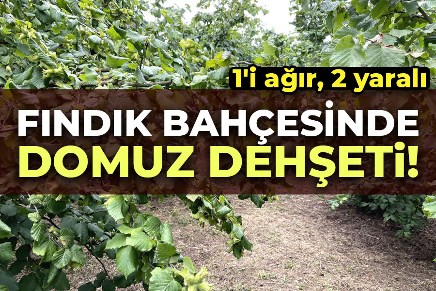 Fındık bahçesinde domuz dehşeti! 1'i ağır, 2 yaralı