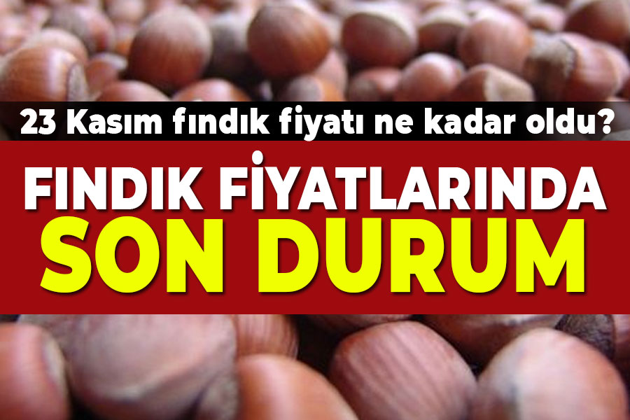 23 Kasım Güncel Fındık Fiyatları