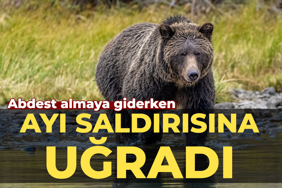 Abdest almaya giderken ayı saldırısına uğradı!