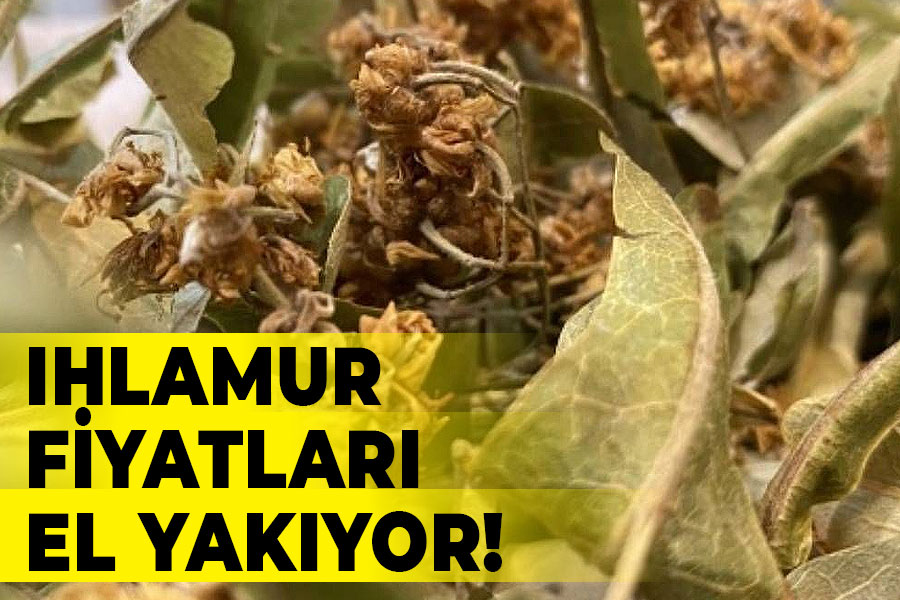 Ihlamur Fiyatları El Yakıyor!