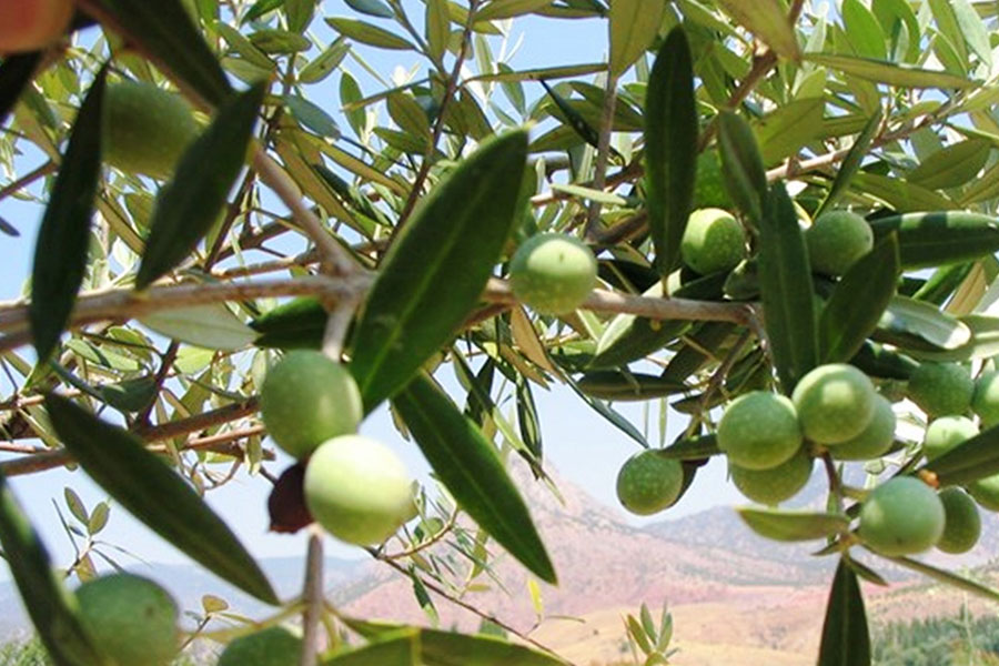 Samsun’da 11 hektarlık alanda yabani zeytin aşılaması