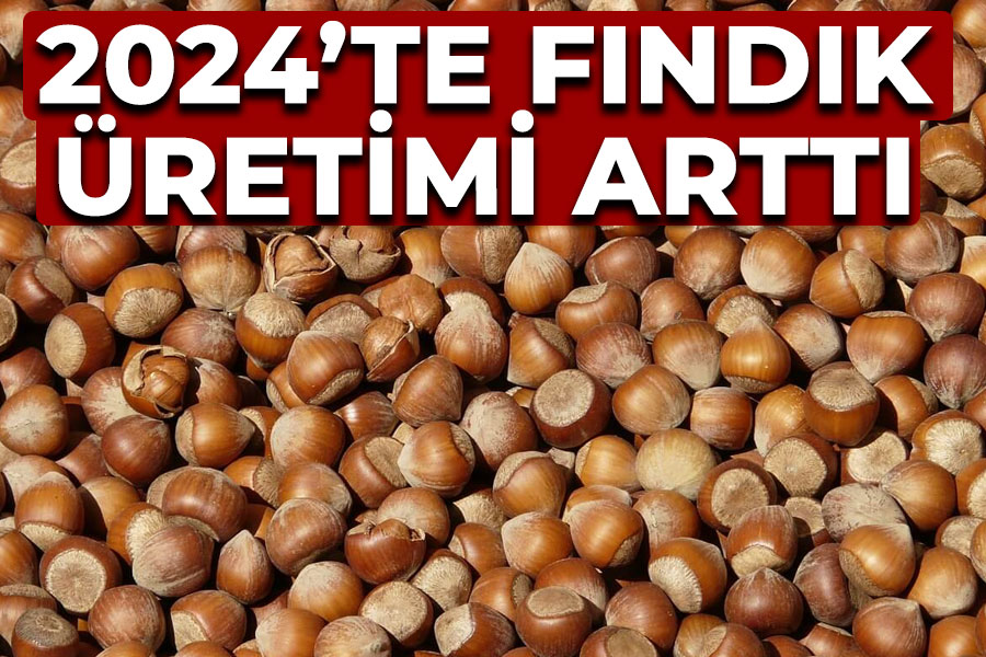 2024’te fındık üretimi arttı