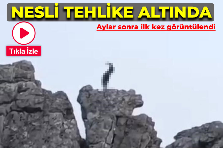 Nesli tehlike altında... Aylar sonra ilk kez görüldü!